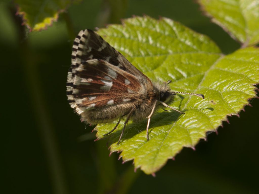 Pyrgus cirsi? No, Pyrgus malvoides